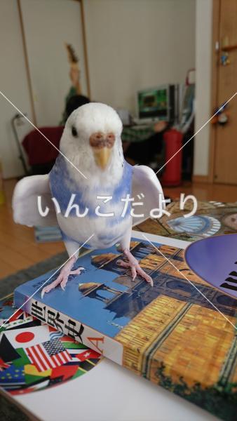 迷い鳥の写真