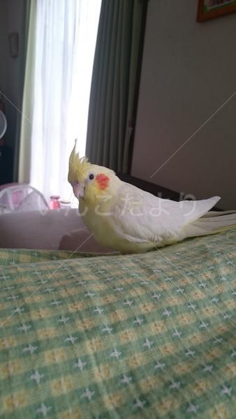 迷い鳥の写真