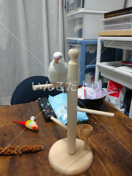 迷い鳥の写真
