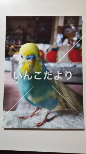 迷い鳥の写真