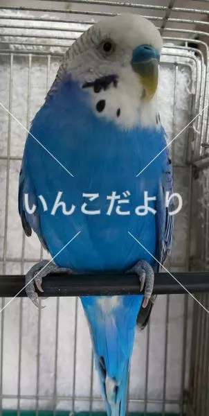 保護鳥の写真