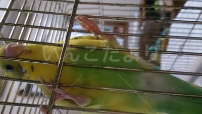 迷い鳥の写真