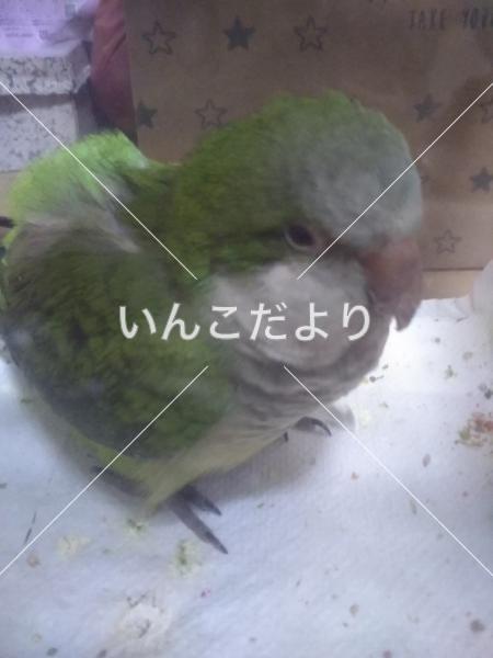 保護鳥の写真