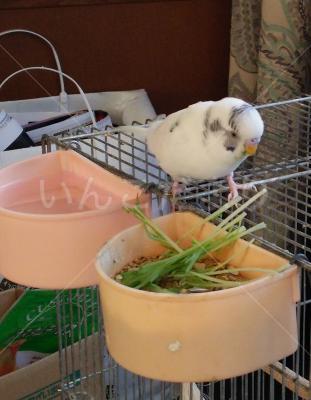 迷い鳥の写真