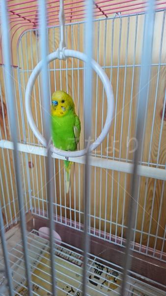 保護鳥の写真