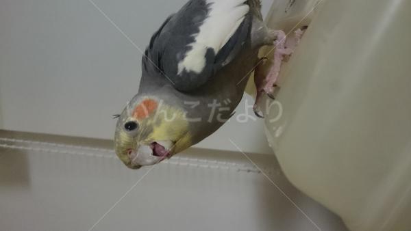 迷い鳥の写真