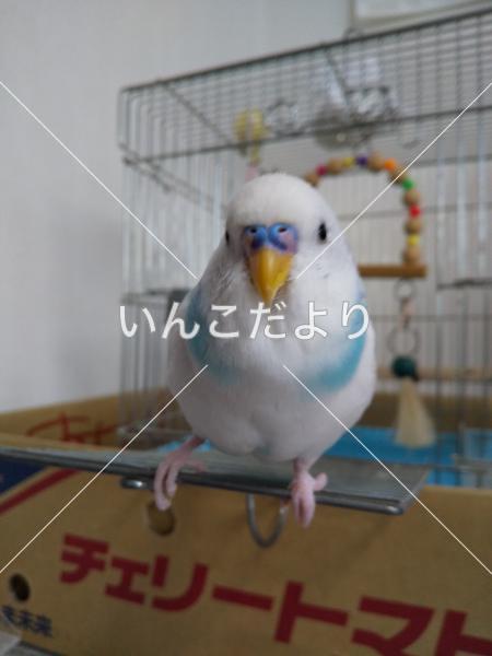 迷い鳥の写真