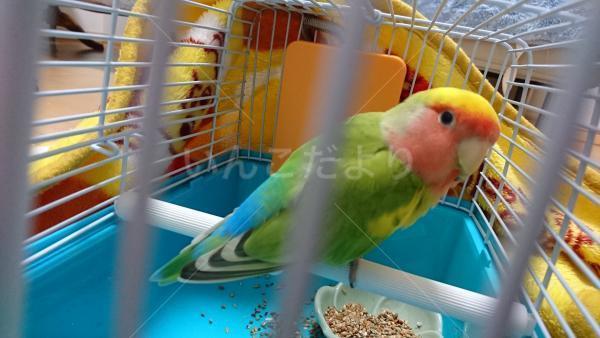保護鳥の写真