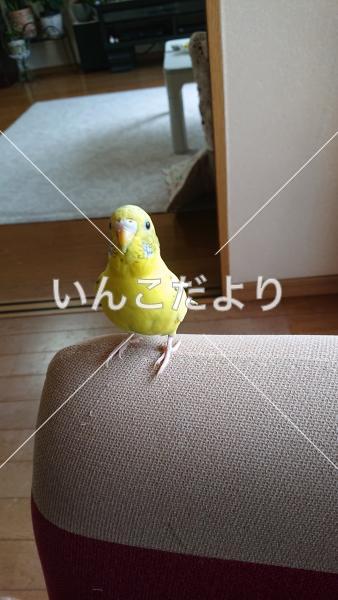 迷い鳥の写真