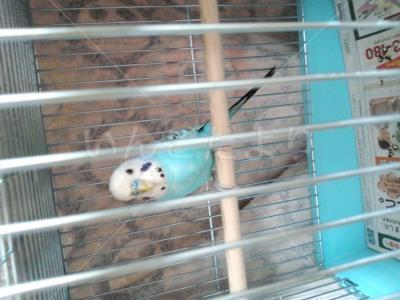 保護鳥の写真