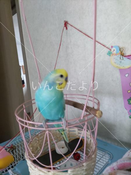 迷い鳥の写真