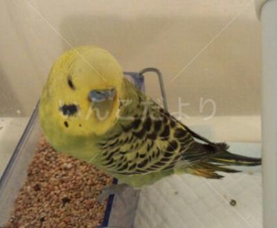 保護鳥の写真