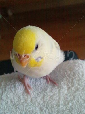 迷い鳥の写真