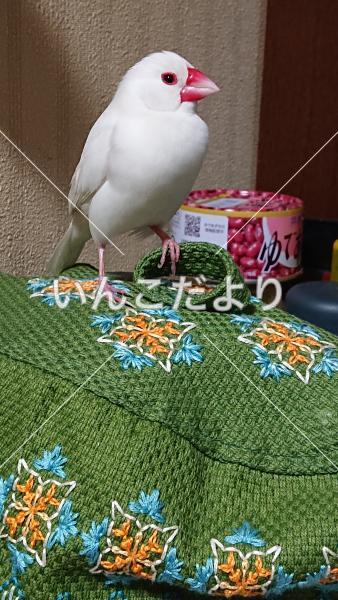 迷い鳥の写真