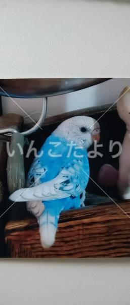 迷い鳥の写真