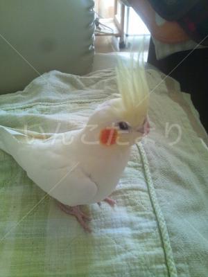 迷い鳥の写真