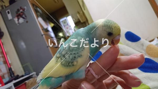 迷い鳥の写真