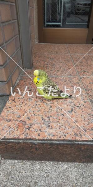 保護鳥の写真