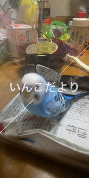 保護鳥の写真