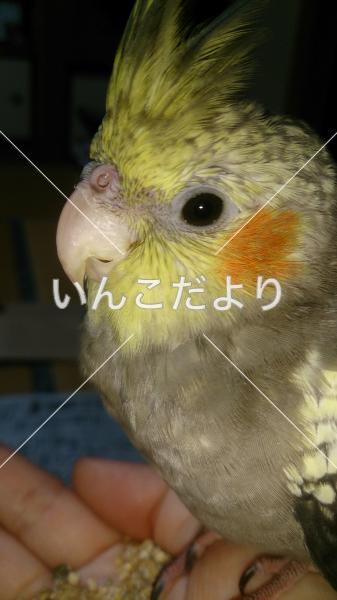 迷い鳥の写真