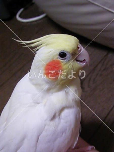 迷い鳥の写真