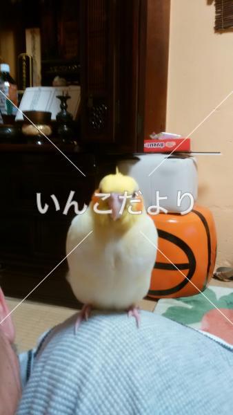 迷い鳥の写真