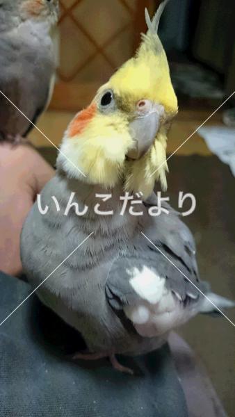 迷い鳥の写真