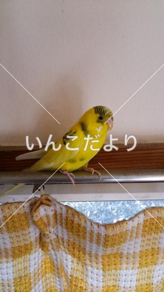 保護鳥の写真