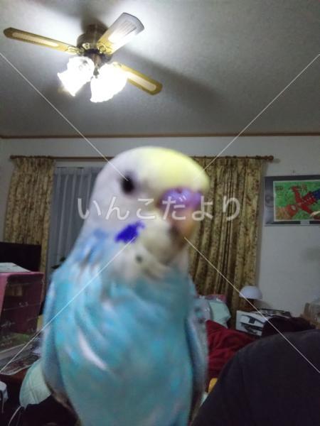 迷い鳥の写真