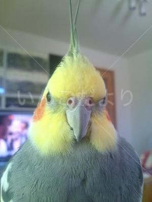 迷い鳥の写真