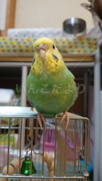 迷い鳥の写真