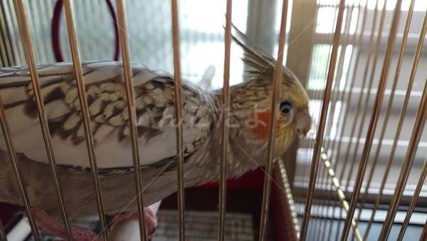保護鳥の写真