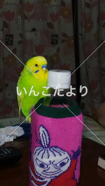 迷い鳥の写真