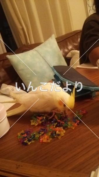 迷い鳥の写真