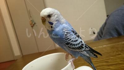 保護鳥の写真