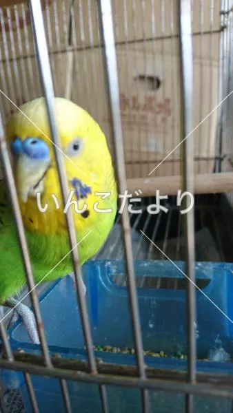 保護鳥の写真