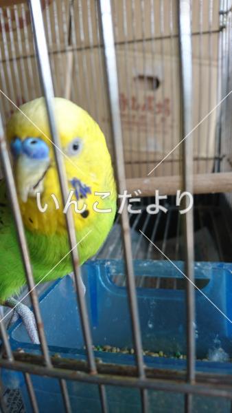 保護鳥の写真