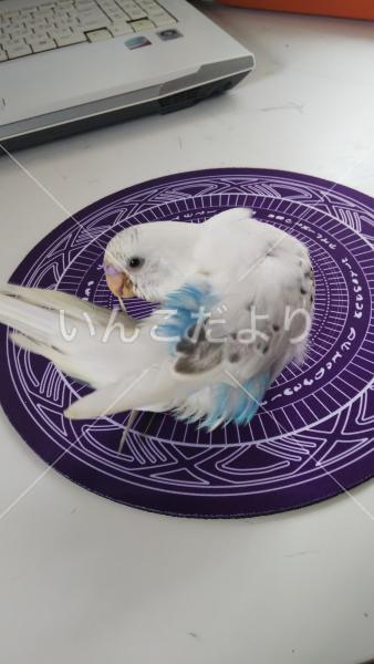 迷い鳥の写真