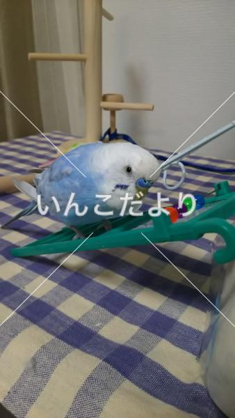 迷い鳥の写真