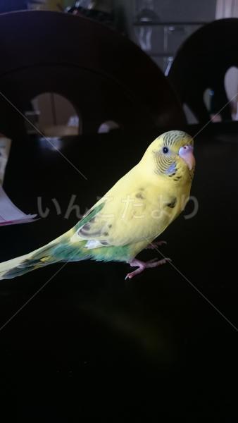 迷い鳥の写真