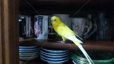 迷い鳥の写真