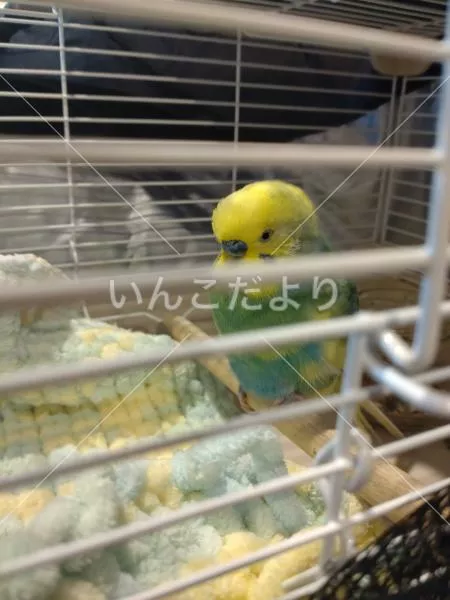 保護鳥の写真