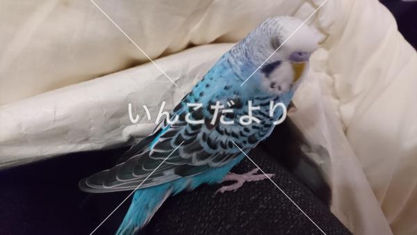 迷い鳥の写真