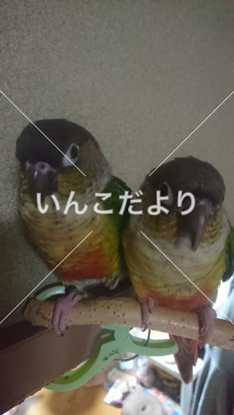 迷い鳥の写真