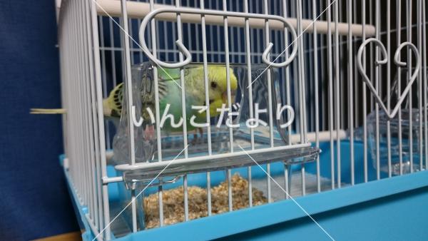 保護鳥の写真