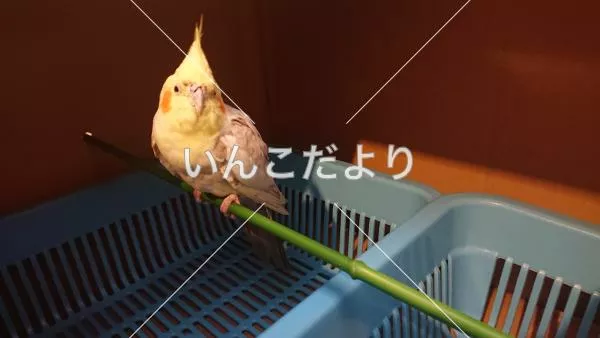 保護鳥の写真