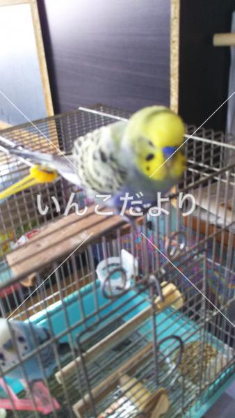 保護鳥の写真