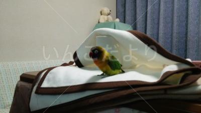 迷い鳥の写真