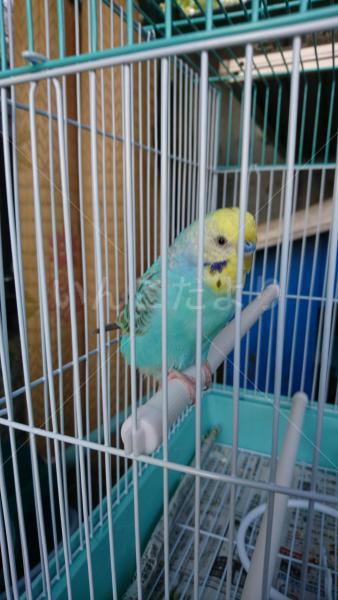 保護鳥の写真