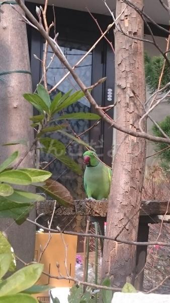 保護鳥の写真
